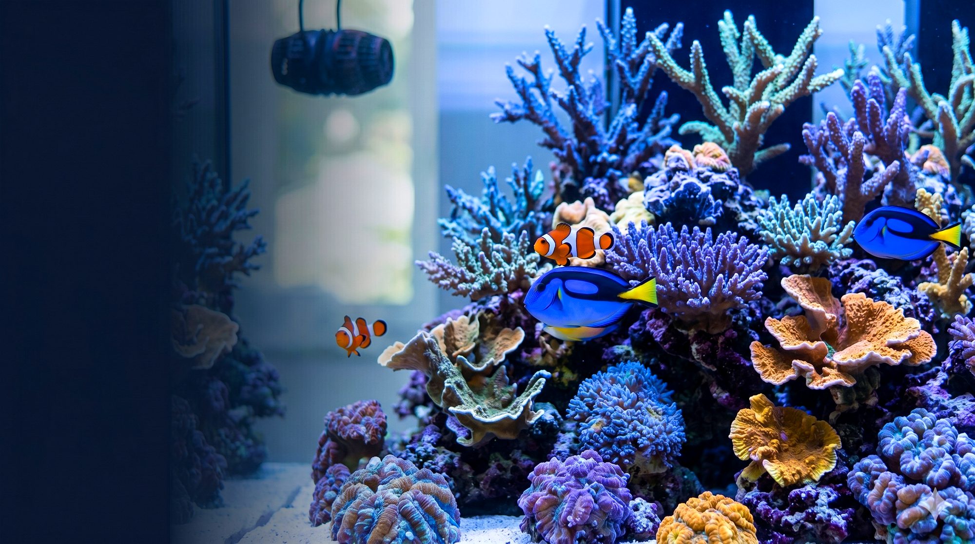 Colourful corals and fish in a reef aquarium